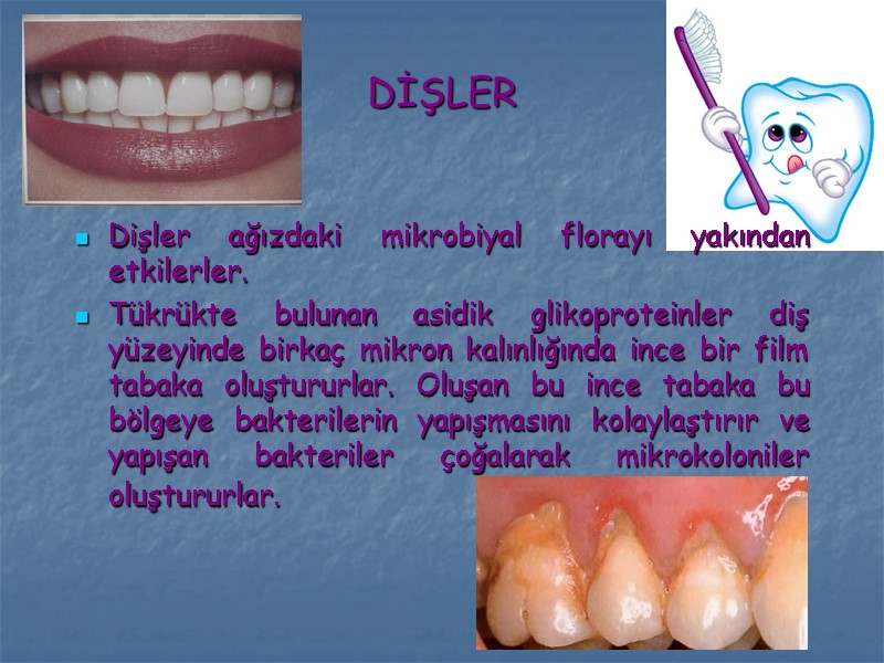 DİŞLER Dişler ağızdaki mikrobiyal florayı yakından etkilerler.  Tükrükte bulunan asidik glikoproteinler diş yüzeyinde